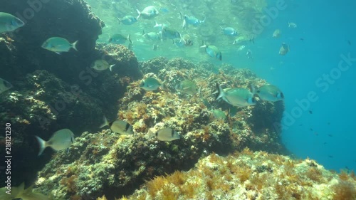 Wallpaper Mural Mediterranean fishes underwater shoal of sea breams ( mostly white seabream) with rock in the Mediterranean sea, France
 Torontodigital.ca