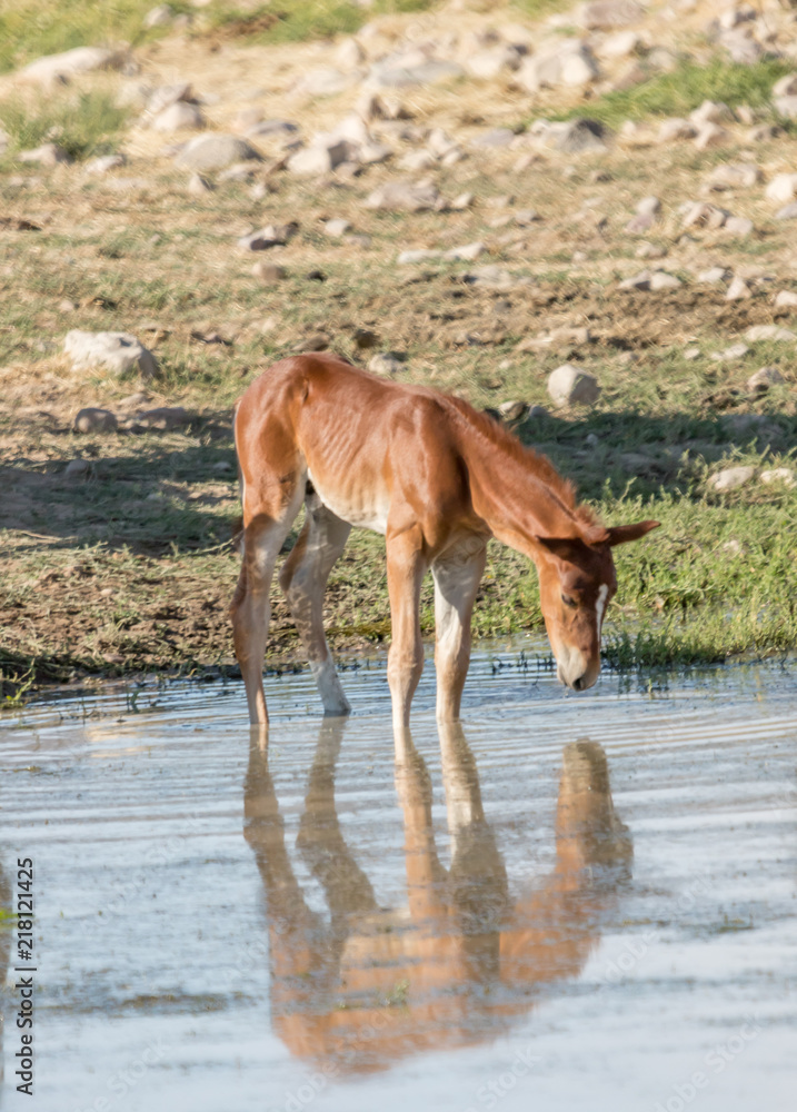 colt sees reflection first time colt sees reflection first time