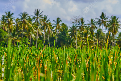 Colorful rice field landscape on the blurred tropical trees background. Picturesque and gorgeous rural scene on Bali island, Indonesia. Beauty world. Natural background.