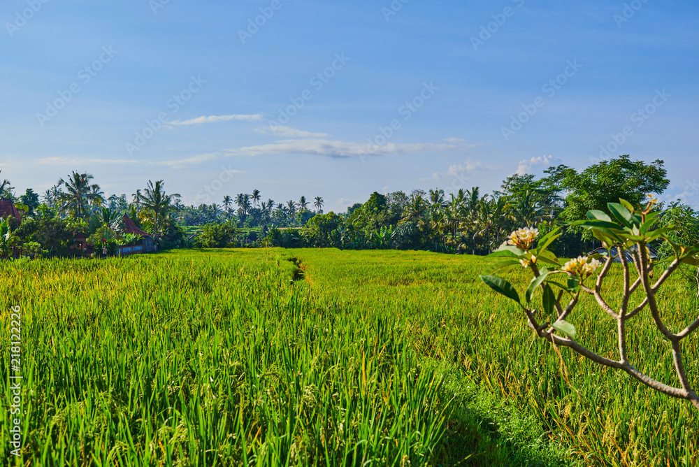 Obraz premium Сlose up of yellow green rice field. Autumn rice field of good harvest. Agriculture. Harvesting time. Farm, paddy field. Mature harvest. Lush gold fields of the countryside. Organic food. Toned.