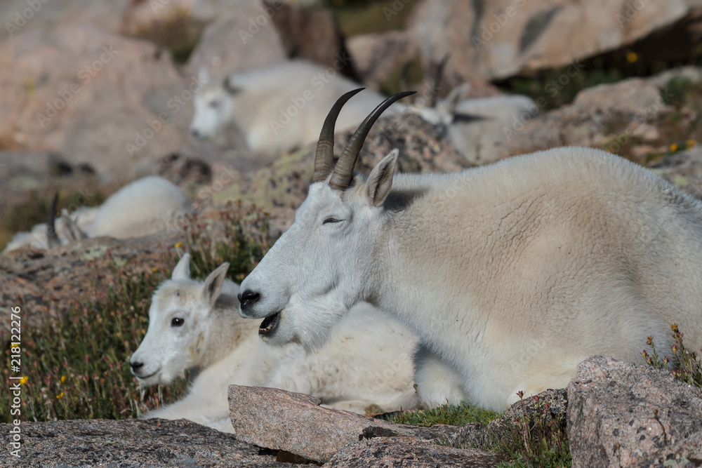 Wild Mountain Goats of the Colorado Rocky Mountains Wild Mountain Goats of the Colorado Rocky Mountains