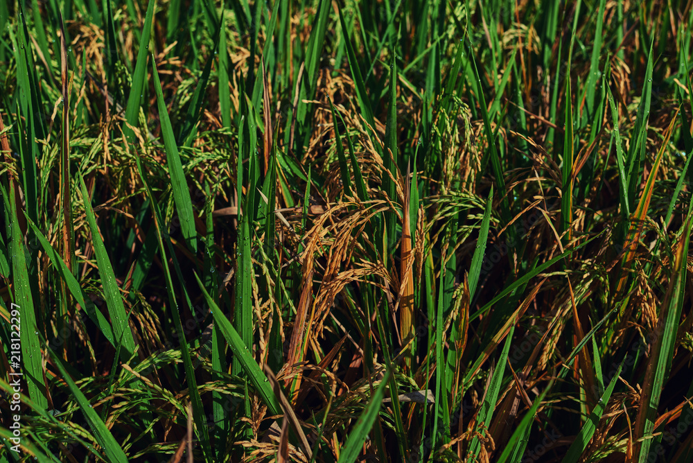 Fototapeta premium Agriculture. Harvesting time. Farm, paddy field. Rice spikes in a golden rural area. Well ripened crop. Mature harvest. Ripening field, close up, selective focus. Lush gold fields of the countryside.