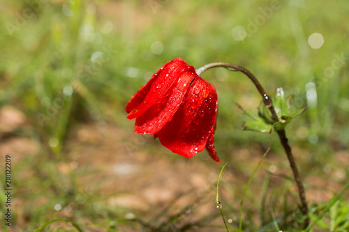 Fototapeta Naklejka Na Ścianę i Meble -  red poppy with drops on petals