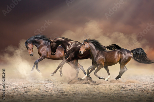 Fototapeta Naklejka Na Ścianę i Meble -  Herd of horses run forward on the sand in the dust on evening sky and dust background