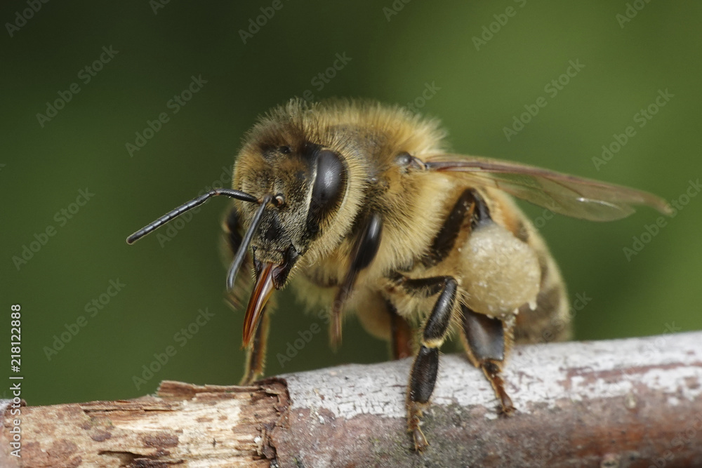 European honey bee (Apis mellifera) European honey bee (Apis mellifera)
