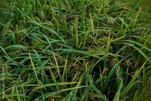 Agriculture. Harvesting time. Farm, paddy field. Rice spikes in a golden rural area. Well ripened crop. Mature harvest. Ripening field, close up, selective focus. Lush gold fields of the countryside.