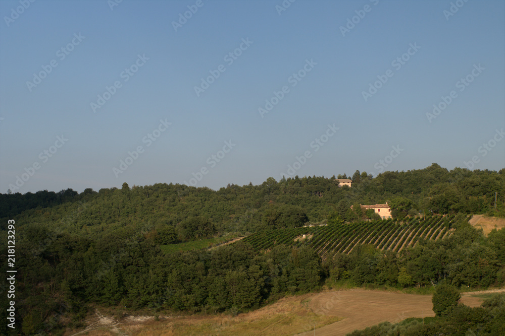 vineyard,agriculture,landscape,hill,panorama,italy,sky,horizon,countryside,summer,rural