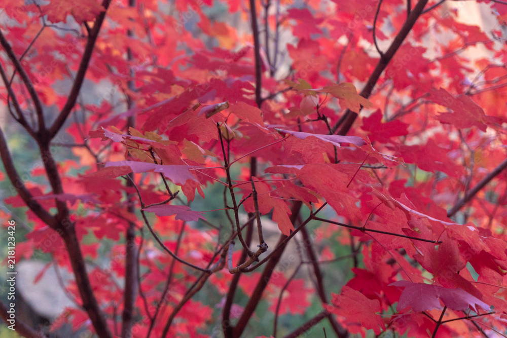 autumn leaves