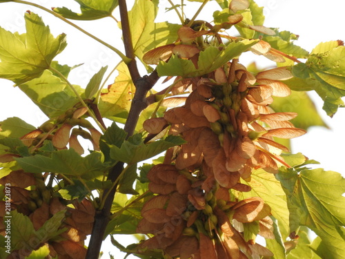 maple tree