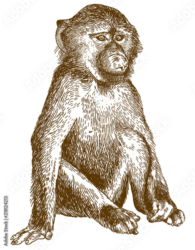 engraving illustration of baboon cub