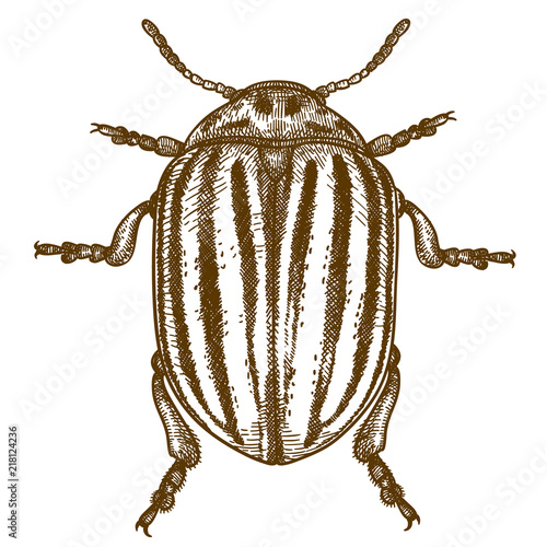 engraving  illustration of Colorado beetle photo