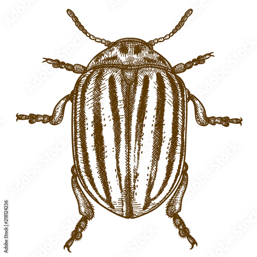 engraving  illustration of Colorado beetle