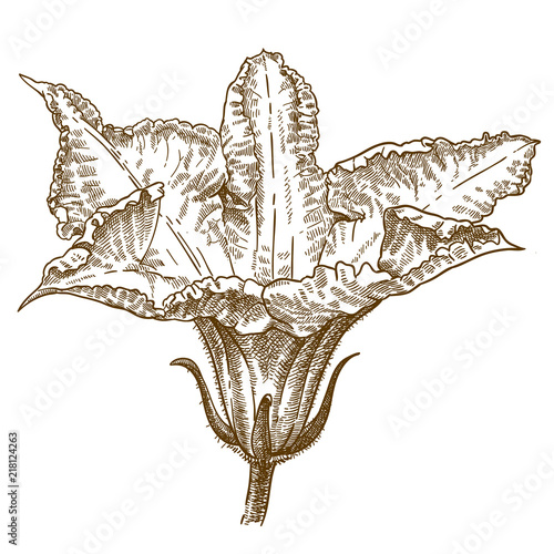 engraving illustration of squash blossoms