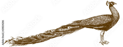 engraving illustration of peacock