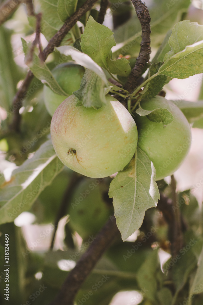 Apple growing on an apple on a tree Apple growing on an apple on a tree