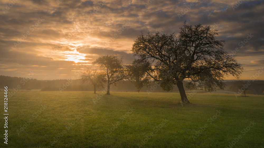 Naklejka premium Morgenstimmung mit Sonne und Nebel mit Obstbäumen auf grüner Wiese