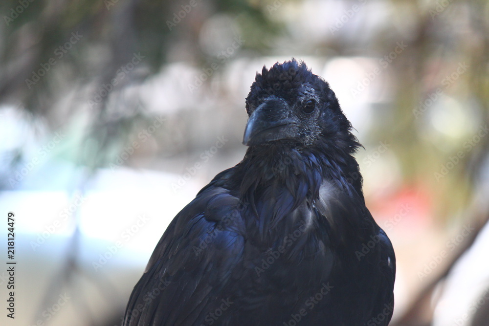 Fototapeta premium Corbeau