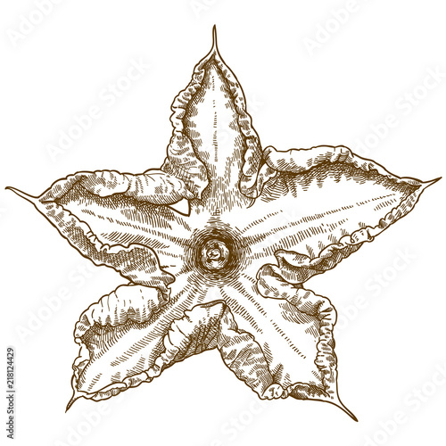 engraving illustration of squash blossoms