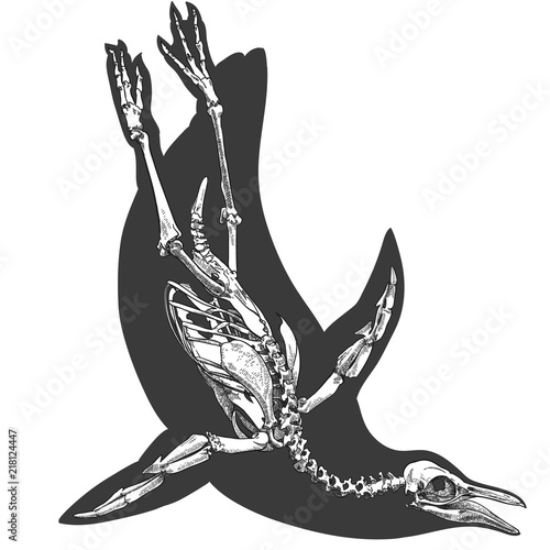 engraving illustration of penguin skeleton