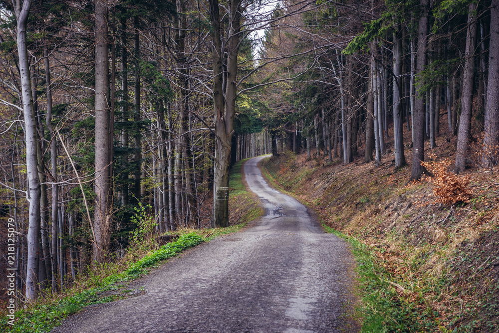 Forest road in tourist district Beskids - Moravian Wallachia near Vsetin town, Czech Republic