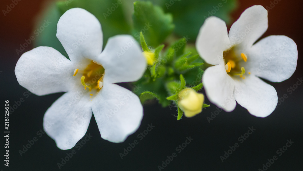 Obraz premium Bacopa Snowtopia