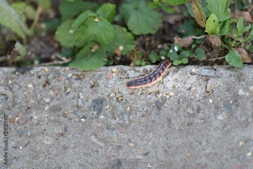caterpillar on the walk path