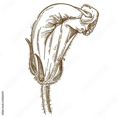 engraving illustration of squash blossoms