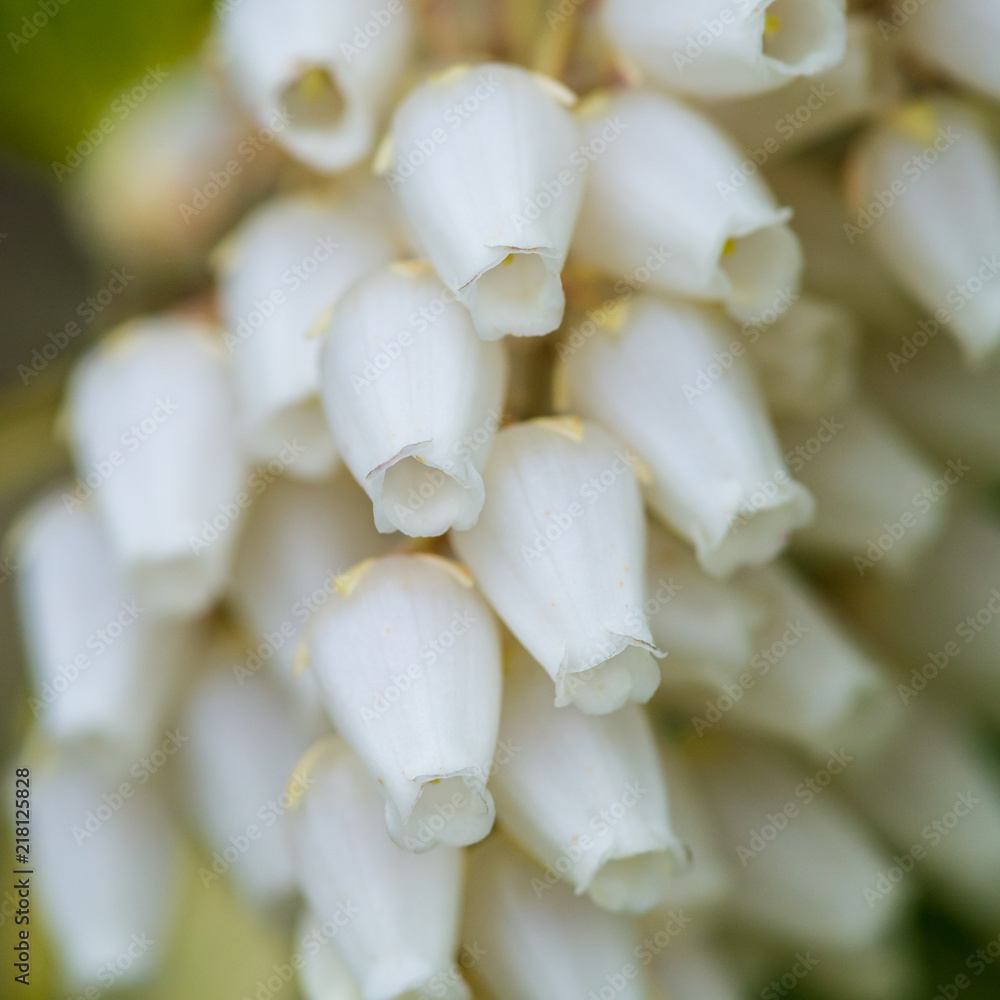 Forest Flame Blossom Forest Flame Blossom
