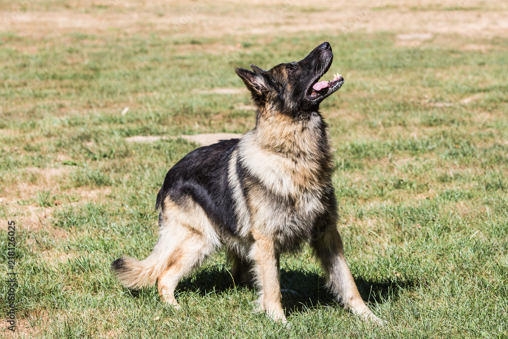 Portrait of german shepherd dog living in belgium Portrait of german shepherd dog living in belgium
