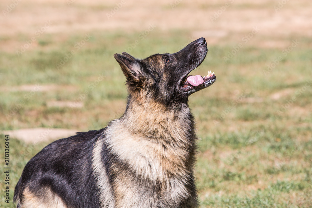 Portrait of german shepherd dog living in belgium Portrait of german shepherd dog living in belgium
