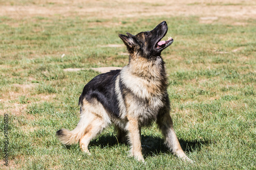 Portrait of german shepherd dog living in belgium