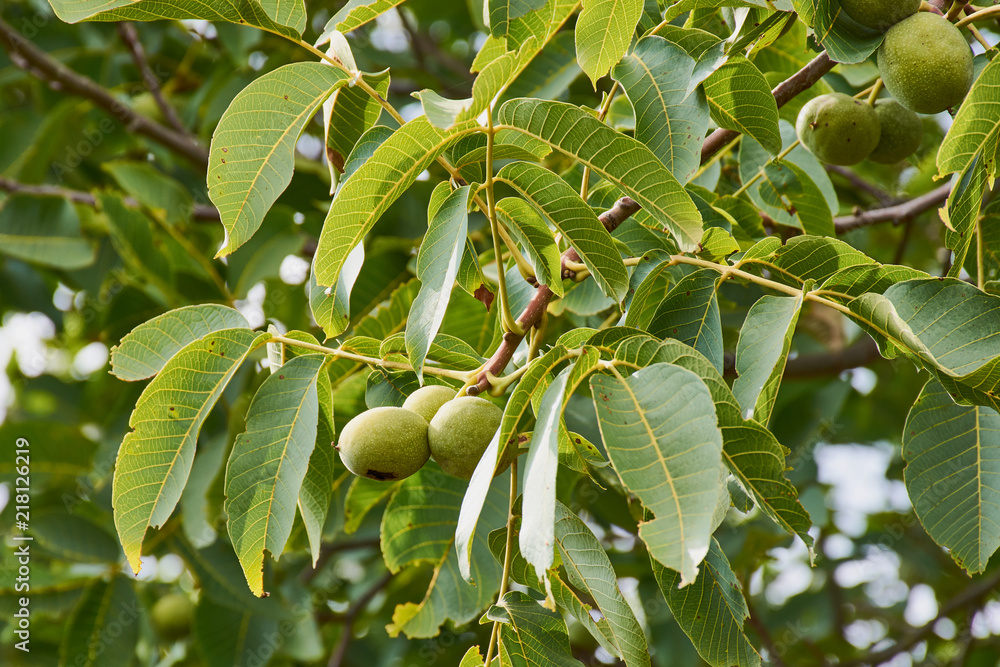 branches of leaves and green walnut fruits in the late summer on a ...