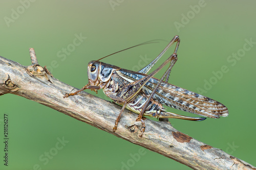 the Southern Wartbiter - Decticus albifrons photo