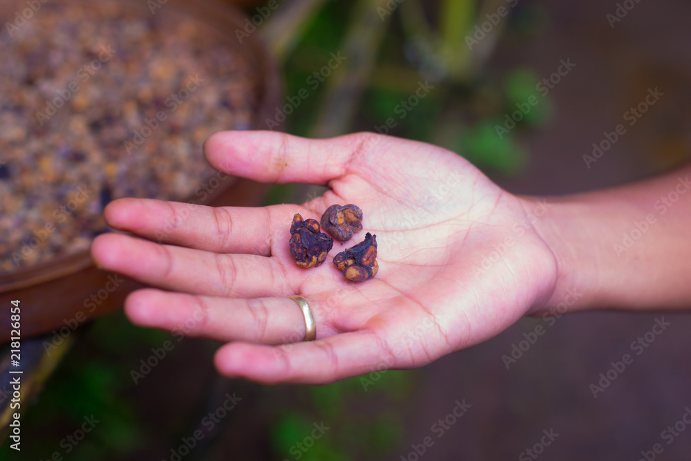 Coffee beans on the tree in Bali, Indonesia. Kopi Luwak is the most expensive coffee in the world, also called as Cat Poop Coffee. 