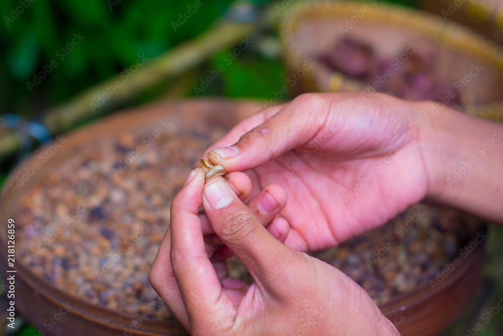 Coffee beans on the tree in Bali, Indonesia. Kopi Luwak is the most