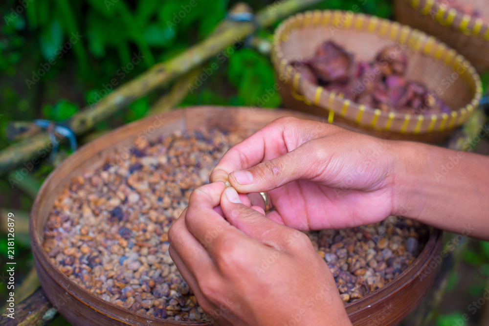 Coffee beans on the tree in Bali, Indonesia. Kopi Luwak is the most