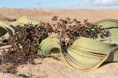 Close up of welwitschia flower and leaf with blue sky,welwitschia drive, Namibia