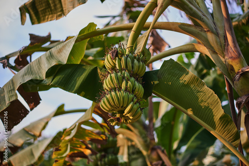 Wallpaper Mural Organic green forest of banana trees with bunch of young green banana fruits for agriculture background.  Concept for sustainability agriculture and healthy eating lifestyle. . Torontodigital.ca