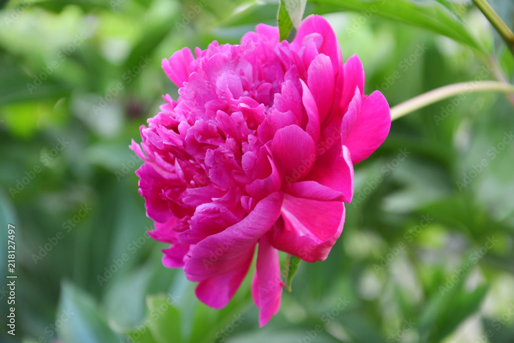 peony, flower, pink, nature, garden, rose, blossom, plant, flowers, summer, peony, green, spring, bloom, beauty, floral, beautiful, flora, macro, petal, leaf, red, color, closeup, roses, blooming