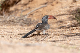 A Monteiro's red billed hornbill sitting on ground looking away, Namibia
