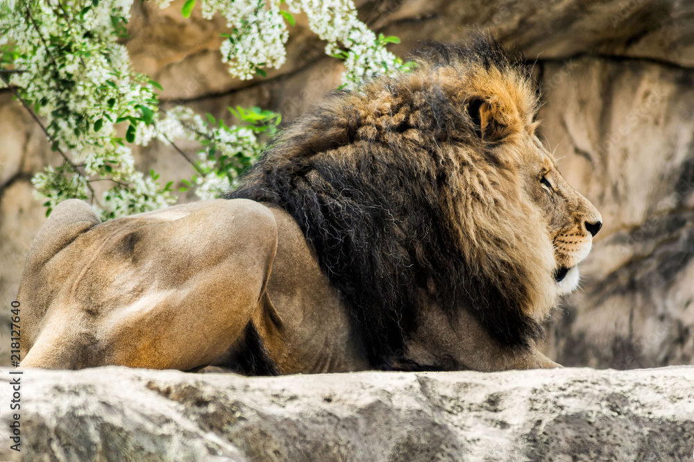 Naklejka premium Löwe liegend