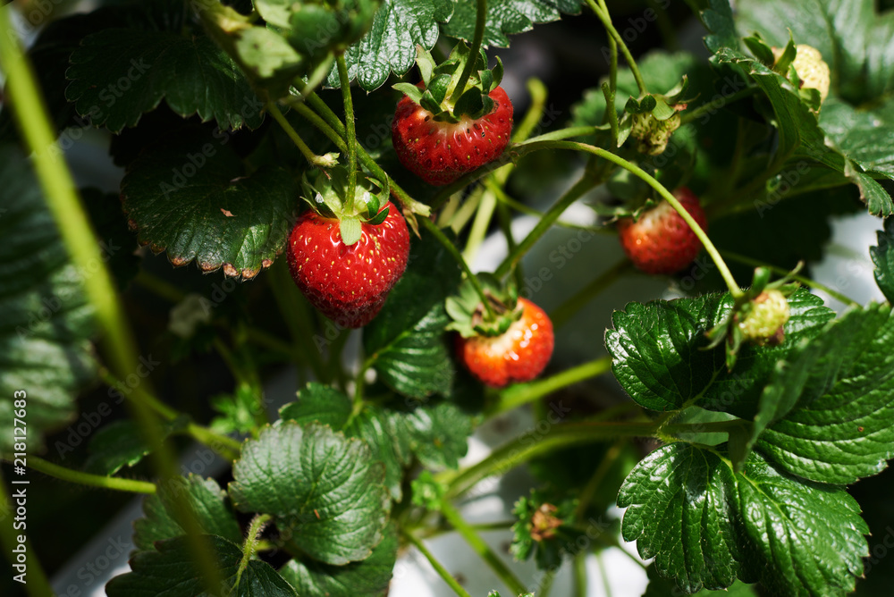 Obraz premium Fresh ripe strawberry from farm. Strawberry field. Garden-bed with some ripe fruit. Plantation of sweet and healthy berries on a sunny day. Organically cultivated plantation.
