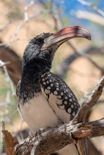 Extreme head close up of a monteiros hornbill sitting in a tree, Namibia photo