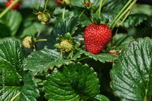 Fresh ripe strawberry from farm. Strawberry field. Garden-bed with some ripe fruit. Plantation of sweet and healthy berries on a sunny day. Organically cultivated plantation.