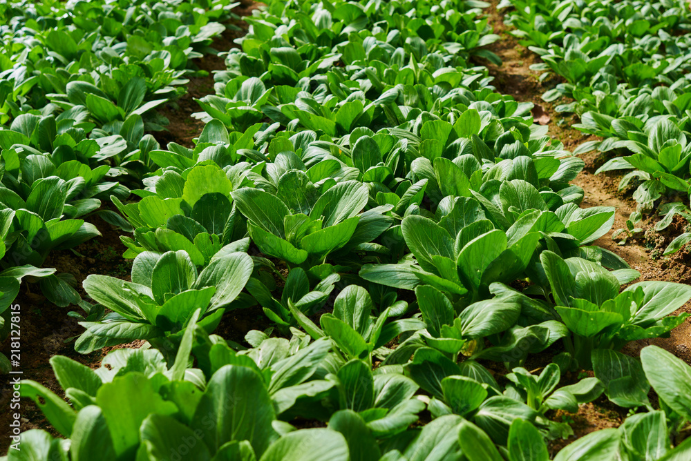 Obraz premium Chinese cabbage field in the countryside. Healthy vegetables. Plantation in the farm. Kind of vegetables. Arable farmland with fresh vegetable at spring season. Agriculture and harvest concept.