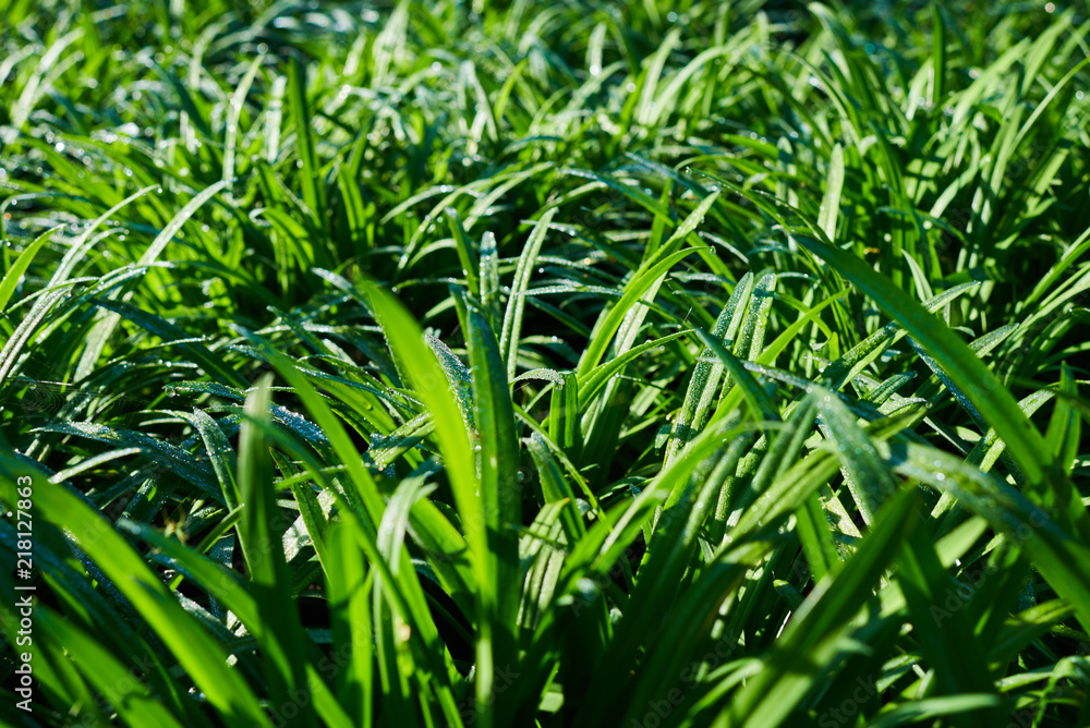 Obraz premium Close up of green garlic plants in cultivated agricultural field, agriculture and crop protection. Young green garlic plants with drops of dew. Ripening at spring season, agricultural landscape.