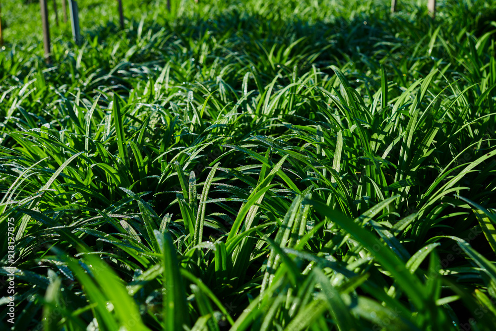 Fototapeta premium Close up of green garlic plants in cultivated agricultural field, agriculture and crop protection. Young green garlic plants with drops of dew. Ripening at spring season, agricultural landscape.
