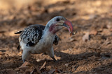 Extreme close up of damara red-billed hornbill with a worm in beak feeding on ground, Namibia