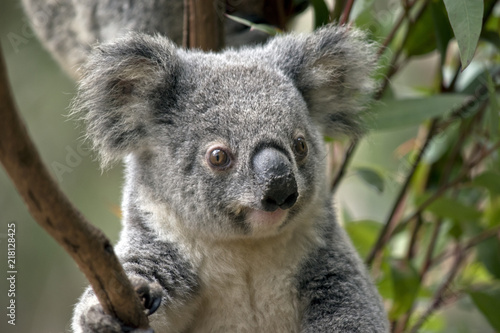 joey koala © susan flashman