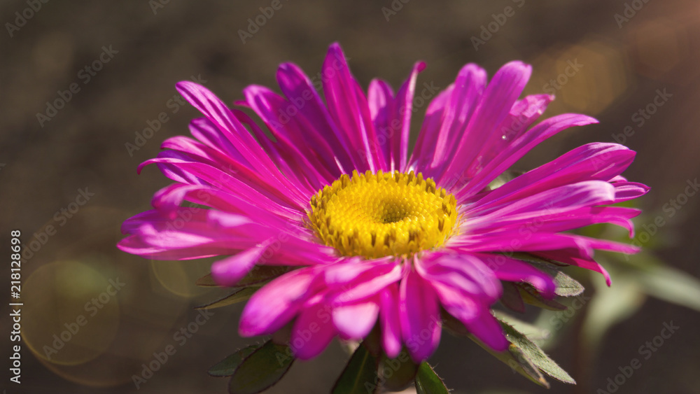Fototapeta premium Beautiful flower on a blurred bokeh background